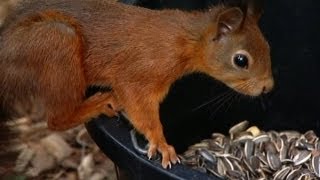 Red Squirrels are Making a Comeback in the UK [upl. by Kramer]