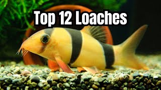 12 Best Loach Fish for Your Aquarium [upl. by Llerret712]