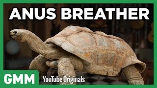 Grossest Animals on Earth GAME [upl. by Chem518]