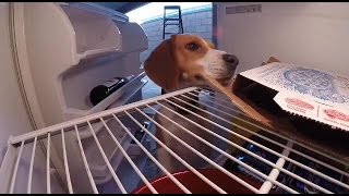 Beagle dog opens fridge and eats pizza [upl. by Eetsim]