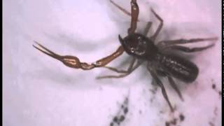 Footage of a new species of Pseudoscorpion [upl. by Anelej]