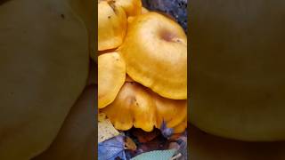 The Poisonous Jack o Lantern Mushroom 🎃 Omphalotus illudens Just In Time For Halloween nature [upl. by Lindon433]