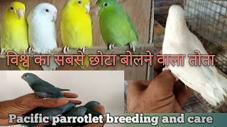 Pacific Parrotlet of world small parrot Breeding and care [upl. by Meean829]