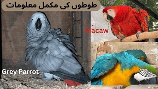 Macaw Parrots Breeding and Feeding Setup  Grey Parrots Breed  Parrots Perfection Macaw Species [upl. by Moran376]