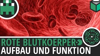 Rote Blutkörperchen Aufbau und Funktion einfach erklärt│Biologie Lernvideo Learning Level Up [upl. by Nylasej963]