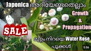 JaponicaJaponica plant careWater RoseJaponica propagationWaterplants malayalamJaponica planting [upl. by Quartis]