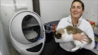 Litter Robot 3 Open Air Review  YouTube  Amys Opinion  Floppycats [upl. by Flannery94]