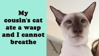 50 of the Most Entertaining Cat Tweets Youll Ever See [upl. by Kemme]