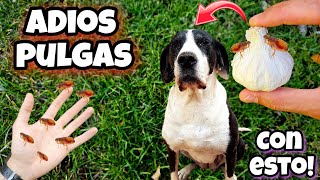 Esto es 1000 VECES  POTENTE que otros Remedios caseros para MATAR PULGAS de Perros y GATOS [upl. by Neerol]