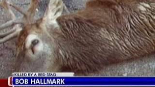 East Texas man killed by pet deer [upl. by Iderf]