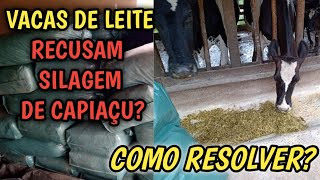 Porque vacas de leite recusam silagem de Brs capiaçu o que fazer resultados da silagem ensacada [upl. by Amihsat]