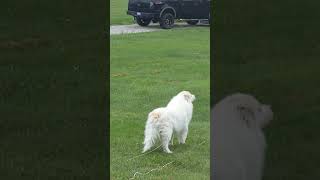 Our Great Pyrenees howling like a wolf [upl. by Lamberto696]