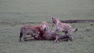 Hyena eats Wildebeast alive [upl. by Llennoj583]