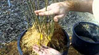 Propagating Clonal Rootstocks [upl. by Dagna]