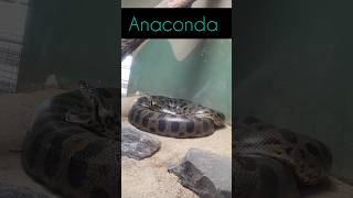 Anaconda ඇනකොන්ඩා The worlds largest snake  Green Anaconda anaconda largestsnake [upl. by Delila]