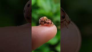 Kumbang kecil🐞 nature serangga shortvideo [upl. by Arnaud26]