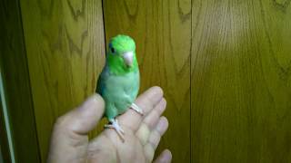 Parrotlet Parrot  aka pocket parrot [upl. by Leiuqeze783]