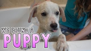 We Found An Abandoned Puppy [upl. by Kraul]