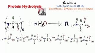 Amino Acids 12 Protein Hydrolysis [upl. by Arait]