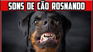 Som de Cachorro Latindo 🐕 Latido de Cachorro de Várias Raças 🐶 Som de cachorro rosnando [upl. by Guendolen291]