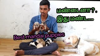 mandai puppies 🥰 mandai dog [upl. by Tavie]