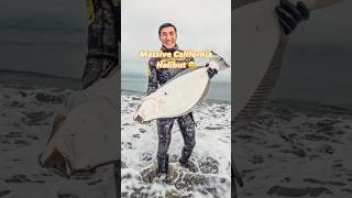 Landed Massive California Halibut Spearfishing fishing monsterfish diving personalbest huge [upl. by Merill]