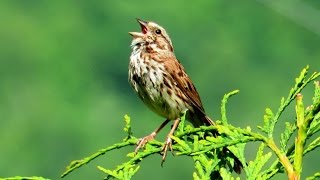 Song Sparrow Singing a Song [upl. by Hawken]