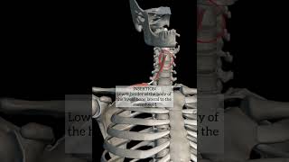 omohyoid muscle with origin insertion Nerve supply headandneckanatomy anatomy neck muscles mbbs [upl. by Wallach]