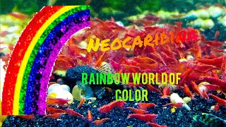 Neocaridina A Rainbow World of Color Different Colors of Neocaridina Shrimp [upl. by Iruam496]