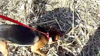 Super Dog pulling up corn stalks for fun in Iowa [upl. by Nitnert918]