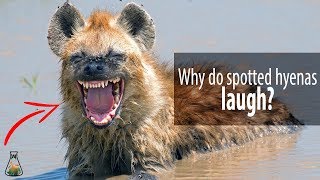 Why do spotted hyenas laugh [upl. by Rora]