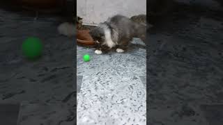 Cat playing with ball [upl. by Arvy286]