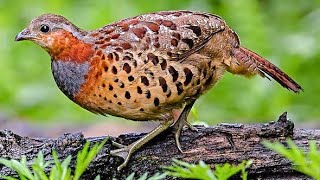 Chinese bamboo partridge Bambusicola thoracicus  male  sound  call  song [upl. by Indnahc729]