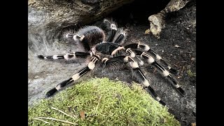 Acanthoscurria geniculata moulting and discussion [upl. by Bywoods]