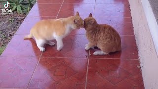 Cat Fight Compilation 2022 [upl. by Nalyak]