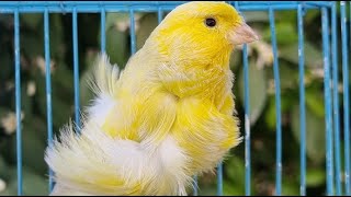 Yellow Canary Bird Singing  The Most Beautiful Canary Song For Training [upl. by Bergmans803]