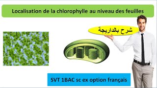 Les structures cellulaires renfermant la chlorophylle  le chloroplaste شرح بالداريجة [upl. by Clarette]