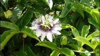 Honey bees pollinating quotFrederickquot passion fruit in San Diego [upl. by Suiradal577]