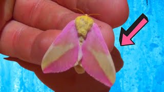 Cutest Moth Pink Fluffy Rosy Maple Moth Dryocampa rubicunda [upl. by Mallory743]