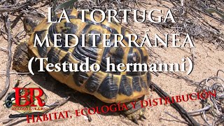 La tortuga mediterránea Testudo hermanni Hábitat reproducción características y distribución [upl. by Auqinat232]