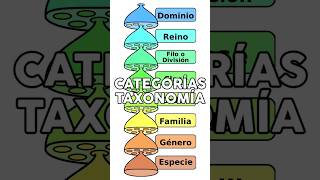 Categorías Taxonómicas biologia biology taxonomia taxonomy animal animales animals [upl. by Zerimar]