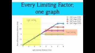 Limiting Factors of Photosynthesis [upl. by Attah]