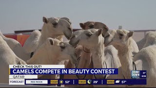 Camels compete in beauty contest [upl. by Nannette812]