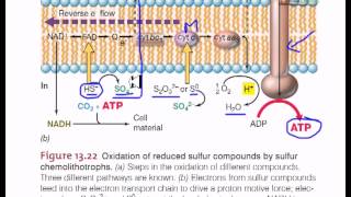 Electron flow in sulfur chemolithotrophic bacteria [upl. by Armmat]