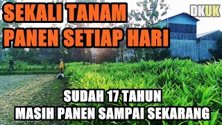 Sekali Tanam Panen Terus Setiap Hari  sudah jalan 17 Tahun [upl. by Ahern]