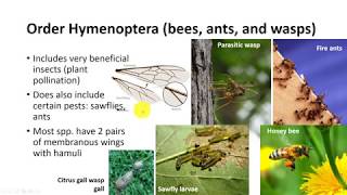 Insect Classification Part 3 [upl. by Desberg]