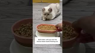 How To Grow Cat Grass Easily 🙀 [upl. by Orose]