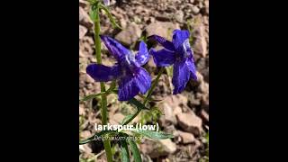 larkspur low [upl. by Solim233]