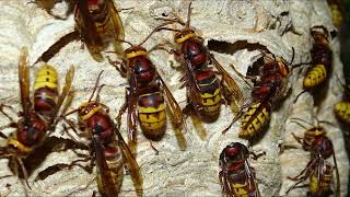 Hornets Nest upclose Vespa crabro vexator Northern Europes biggest Hornet [upl. by Killigrew]