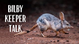 Greater Bilby Keeper Talk at Taronga Zoo Sydney [upl. by Pansir49]